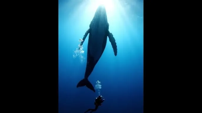 秋霞在线观看 - 深蓝星球：探索海洋深处的未知世界